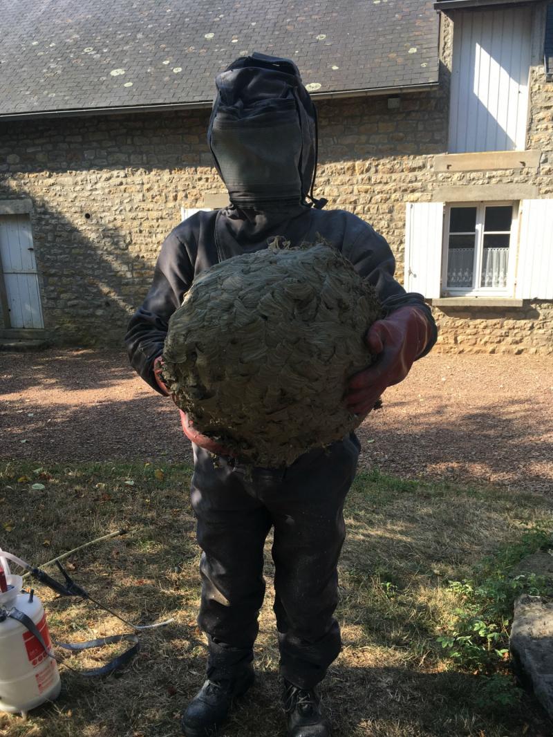 Un très gros nid de guêpes