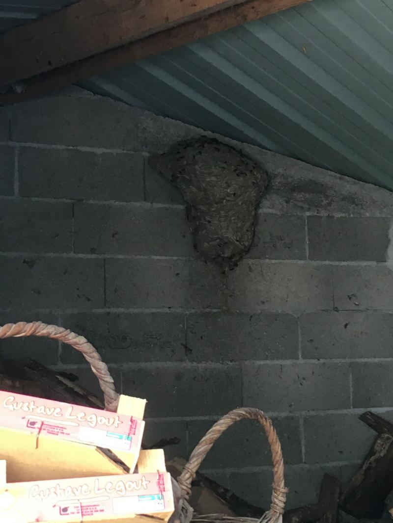Un beau nid de guêpes dans le garage