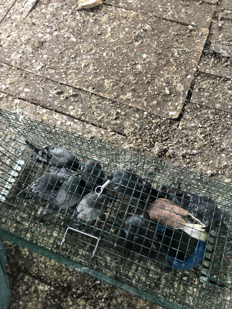 nasse à pigeons 2